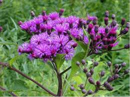Image result for Vernonia zanzibarensis