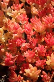 Image result for Crassula rhodesica