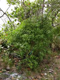 Image result for Rauvolfia nana