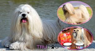 Grooming includes consistent hair brushing to. Ultimate Guide To Caring For My Lhasa Apso Trudog
