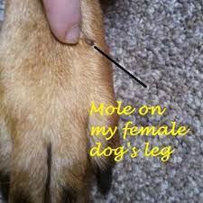 Depending on the type, a tick may be as small as the head of a pin or as large as 1/2 an inch long. What Is That Black Mole On My Dog S Leg Pethelpful