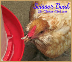 Maybe you would like to learn more about one of these? 5 Common Problems In Baby Chicks With Solutions The Chicken Chick