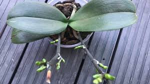 Maybe you would like to learn more about one of these? Orchids Propagating From Keiki Paste Youtube