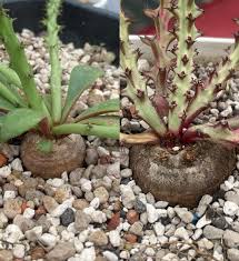 Image result for Ipomoea fanshawei