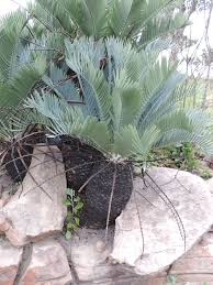 Image result for Encephalartos schmitzii
