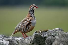 This online quiz is called scotland scotland, united kingdom. Scottish Game Dealer Braehead Foods