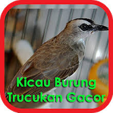 Maybe you would like to learn more about one of these? Kicau Burung Trucukan Gacor Latest Version For Android Download Apk