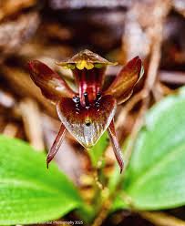 Image result for Brachycorythis pleistophylla