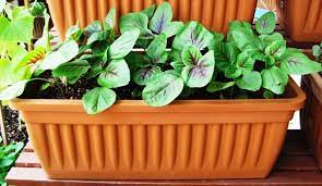 Sekali lihat pokok bayam duri atau dikenali juga pokok bayam hutan atau dalam bahasa latin disebut amaranthus spinosus ini kebanyakannya dikenali sebagai rumput biasa dalam hutan kerana spesis tumbuhan ini berbunga. Cara Mudah Semai Bayam Dari Biji Benih Gerenti Hidup Impiana