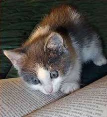 Image result for lolcats