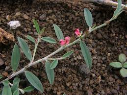 Image result for Indigofera lydenburgensis