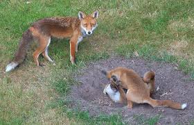 Foxes are pretty small by canine standards; The Secret Life Of Urban Foxes Natural History Museum