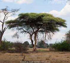 Image result for Acacia abyssinica