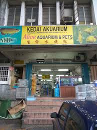 Ikan oscar ikan predator air tawar. Nsk Kuchai Lama Aquarium Shop
