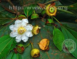 Image result for Bellucia