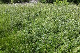 Image result for Vincetoxicum tenuipedunculatum