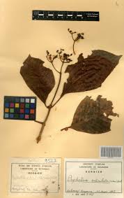 Image result for Psychotria articulata