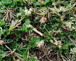 Image result for Indigofera sordida