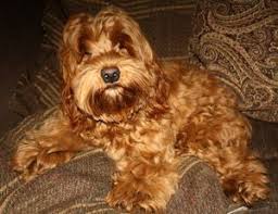 Cockapoo puppies for sale, cockapoo dogs for adoption and cockapoo dog breeders. Colour Red Name Bow Owner Mandy Mcirvine Type F2 Cockapoo F1 Cockapoo F1 Cockapoo Coat Texture Cavapoo Puppies Teddy Bears Cockapoo Cavapoo Puppies