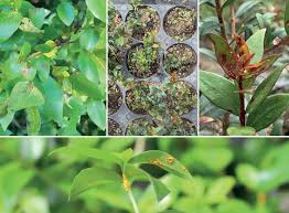 Image result for Eugenia natalitia