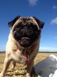 Pug Sky Pugs Animal Kingdom Animals