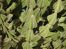 Image result for Euphorbia cooperi