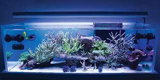 The ee20 engine had an aluminium alloy block with 86.0 mm bores and an 86.0 mm stroke for a capacity of 1998 cc. How High Should I Hang Mount My Aquarium Light Ati North America