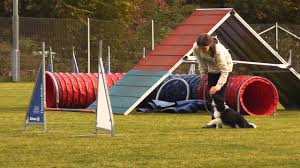 Wir zeigen euch die besten agility sets für wenn außenstehende an agility für hunde denken, dann denken viele an einen hund, der unter zeitdruck. Agility Set Test Empfehlungen 06 21 Petmeister