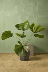 Image result for Licuala grandis