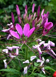 Image result for Cleome oxyphylla