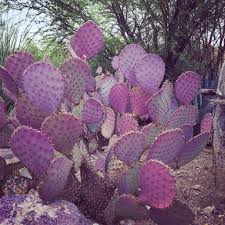 Explore why your cactus is getting sunburned and how to know if it is. Pretty Purple Cactus Cactus Flower Cactus Plants Cactus