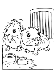 Pin On Guinea Pigs