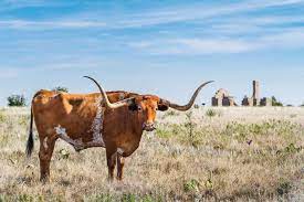 Home On The Texas Range Where The Longhorns And Bison Play Texas Highways