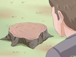 Maybe you would like to learn more about one of these? 4 Cara Untuk Mengidentifikasi Pohon Ek Wikihow