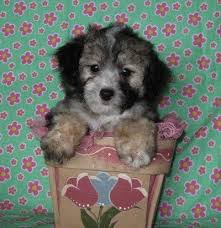 Morkie poo puppies for sale here! Cute Little Morkie Poo Puppies Morkie Poodle Sweeties For Sale In Richmond Minnesota Animals Nstuff