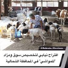 البحرين اقتراح نيابي لتخصيص سوق ومزاد للمواشي في المحافظة الشمالية ينتظر مجلس النواب في الدور المقبل مناقشة اقتراح برغبة لتخص Animals Election Bahrain