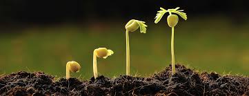 In answer to the question what was the matter with mary?) is not incorrect. Organic Matter Really Matters