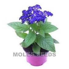 Image result for Heliotropium lineare