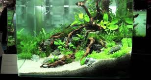 Aquascape atau seni mengatur tanaman air, batu, karang, dan sejenisnya adalah hobi yang sedang populer di beberapa tahun terakhir. Aquarium Archives Laman 4 Dari 6 Jual Ikan Surabaya