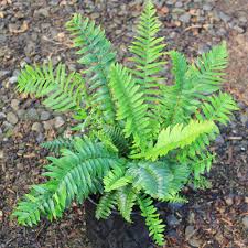 Image result for Polystichum