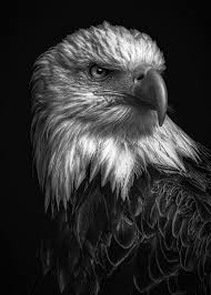 Wild Eagle Head Poster Print By Mk5 Studio Displate In 2020 Eagle Pictures Animals Black And White Wild Eagle