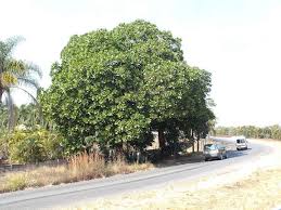 Image result for Anthocleista