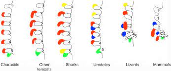 Notably, although the ultimobranchial bodies were entirely surrounded by wnt1+ ectomesenchyme no mg+ cells were encountered inside the ultimobranchial body epithelium ( fig. Ultimobranchial Body An Overview Sciencedirect Topics