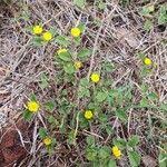 Image result for Sida ovata