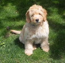Begin your matchmaker process right now, and we'll start scouring the uptown network for both current and. Pin By Sharon C On Have You Hugged Your Doodle Today Goldendoodle Breeders Goldendoodle English Goldendoodle