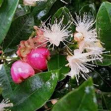 Image result for Syzygium rowlandii
