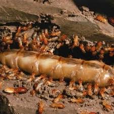 1026 atkinson street, laurinburg, nc 28352 get directions. Canady S Termite Pest Control Canadyspest Profile Pinterest
