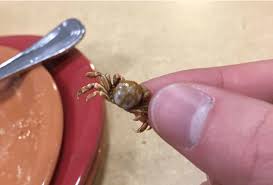 Nice shot—i like the fuzziness. Pea Crabs Found In Mussels Served At Cornell Dining Safe To Eat The Cornell Daily Sun