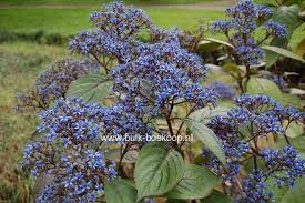 Image result for Hyparrhenia dichroa