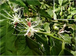 Image result for Capparis fascicularis